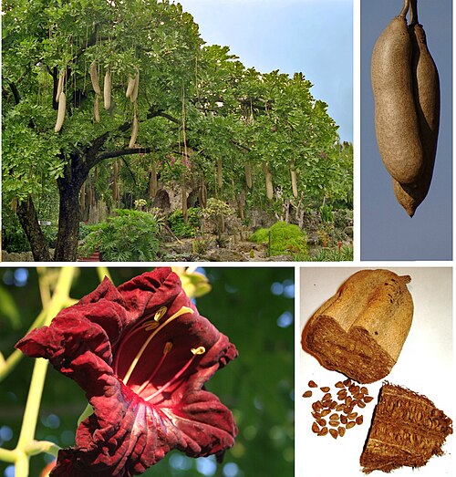 Sausage tree: Kigelia africana poster, upper left: tree, upper right: fruit hanging from the tree, bottom left: flower, bottom right: fruit cut open and seeds.
