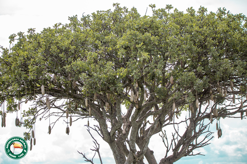 Sausage tree (Kigelia africana)