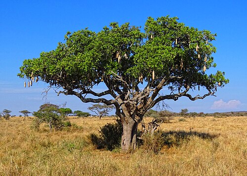 Sausage tree: A sausage tree inside the Serengeti National Park in Tanzania.