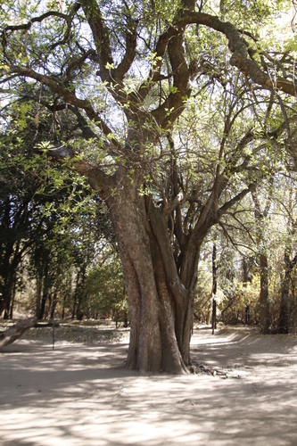 Sausage tree (Kigelia africana)