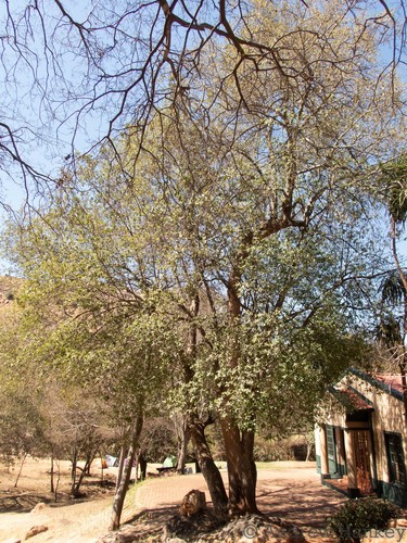 Kiggelaria africana (Kiggelaria africana)