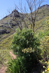Kiggelaria africana (Kiggelaria africana)