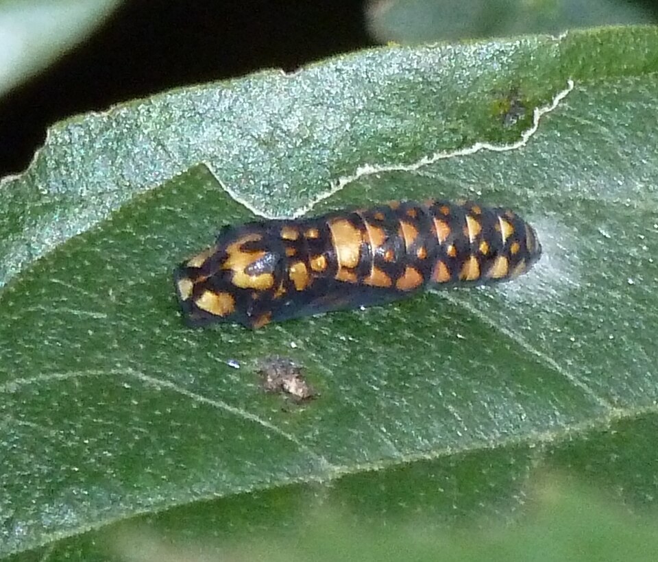 Kiggelaria africana: Pupa of a Garden Acraea on a Wild Peach in Walter Sisulu National Botanical Garden in Roodepoort, South Africa