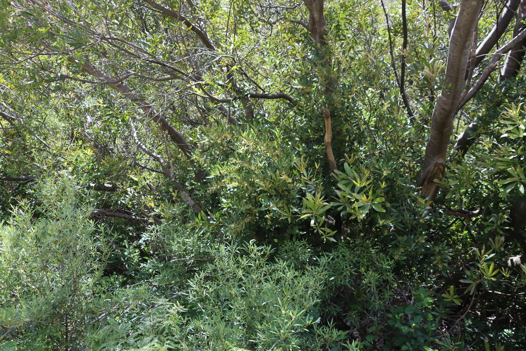 Kiggelaria africana (Kiggelaria africana)