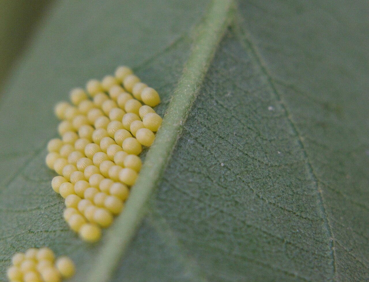 Kiggelaria africana: Eggs of Acraea horta on underside of leaf of Kiggelaria africana
