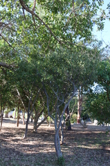 Kiggelaria africana (Kiggelaria africana)