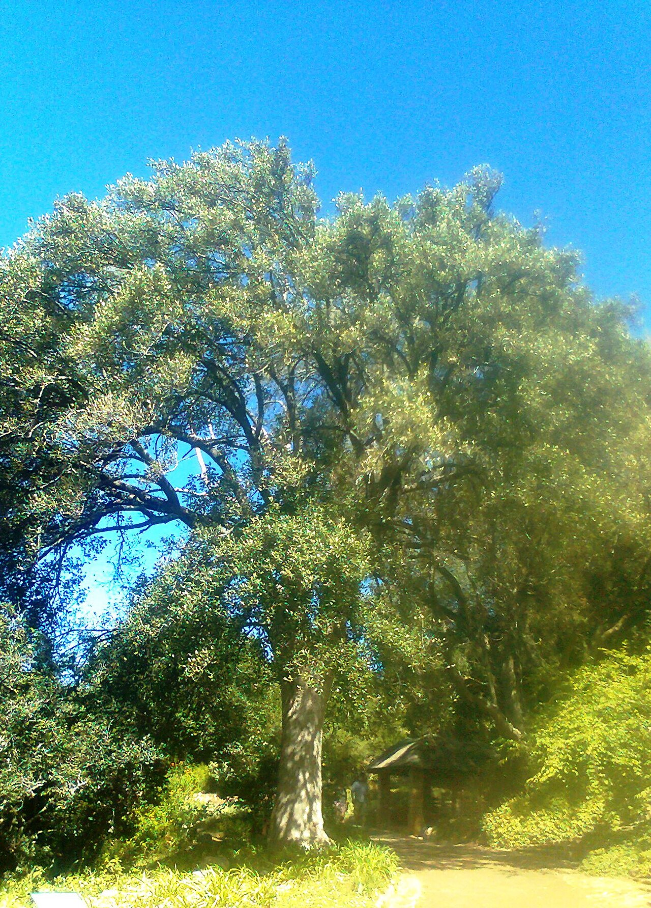 Kiggelaria africana: Kiggelaria africana tree - Cape Town