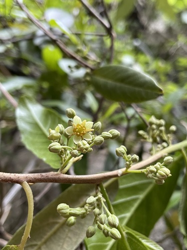 Kiggelaria africana (Kiggelaria africana)