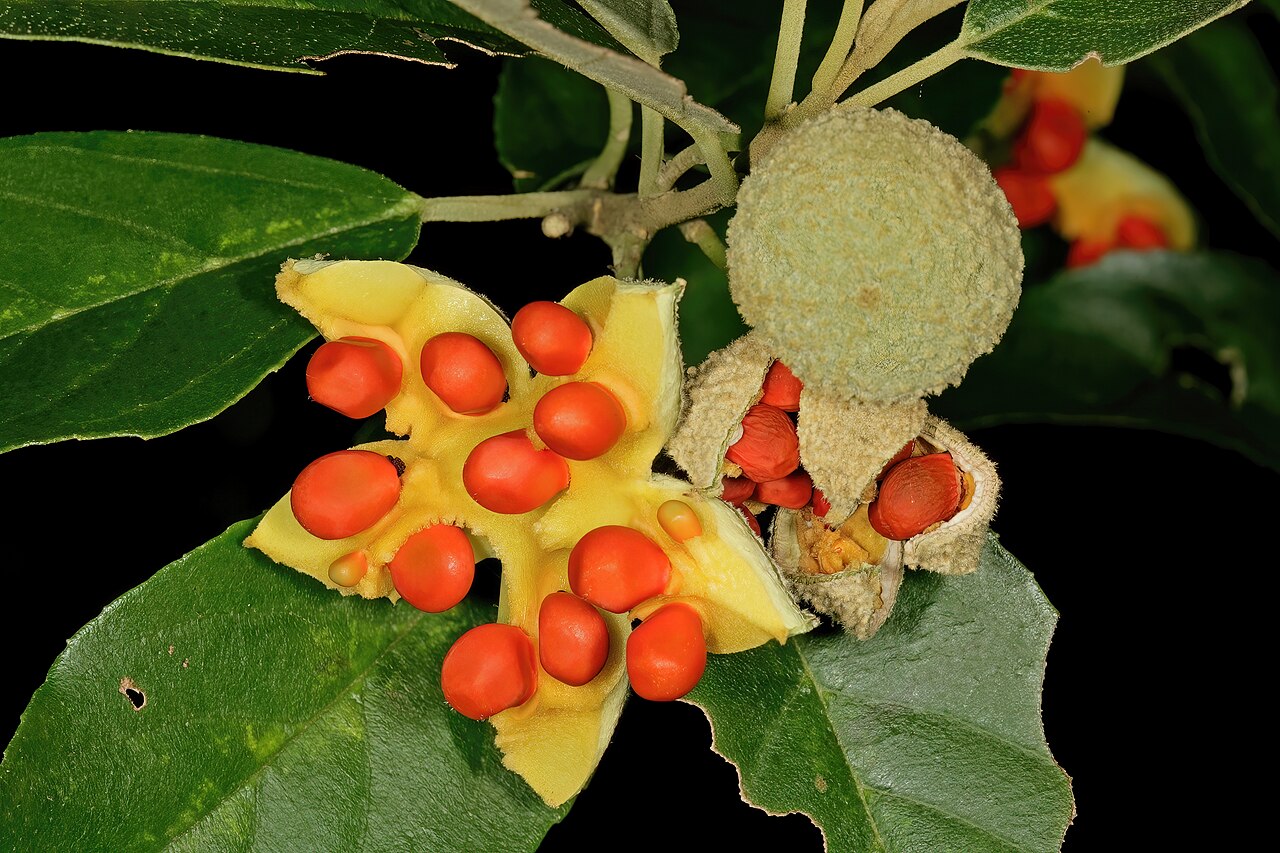 Kiggelaria africana: Kiggelaria africana , intact and dehisced fruit, showing seeds with orange sarcostesta; Kirstenbosch National Botanical Garden, Cape Town, Western Cape, South A