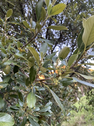 Kiggelaria africana (Kiggelaria africana)