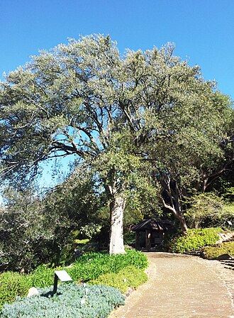 Kiggelaria africana: Wild peach tree. Kiggelaria africana. Kirstenbosch gardens. Cape Town.