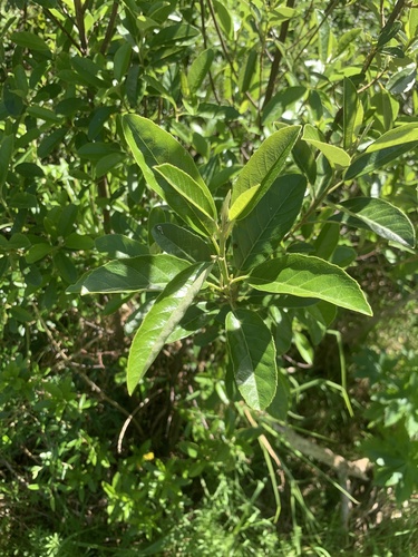 Kiggelaria africana (Kiggelaria africana)
