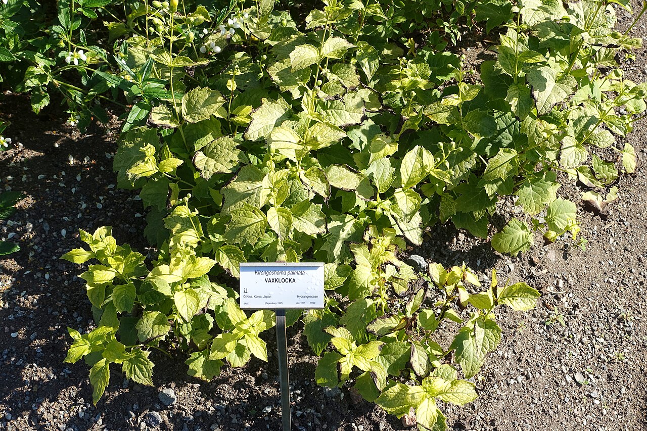 Korean kirengeshoma: Botanical specimen in the Bergianska trädgården - Stockholm, Sweden.