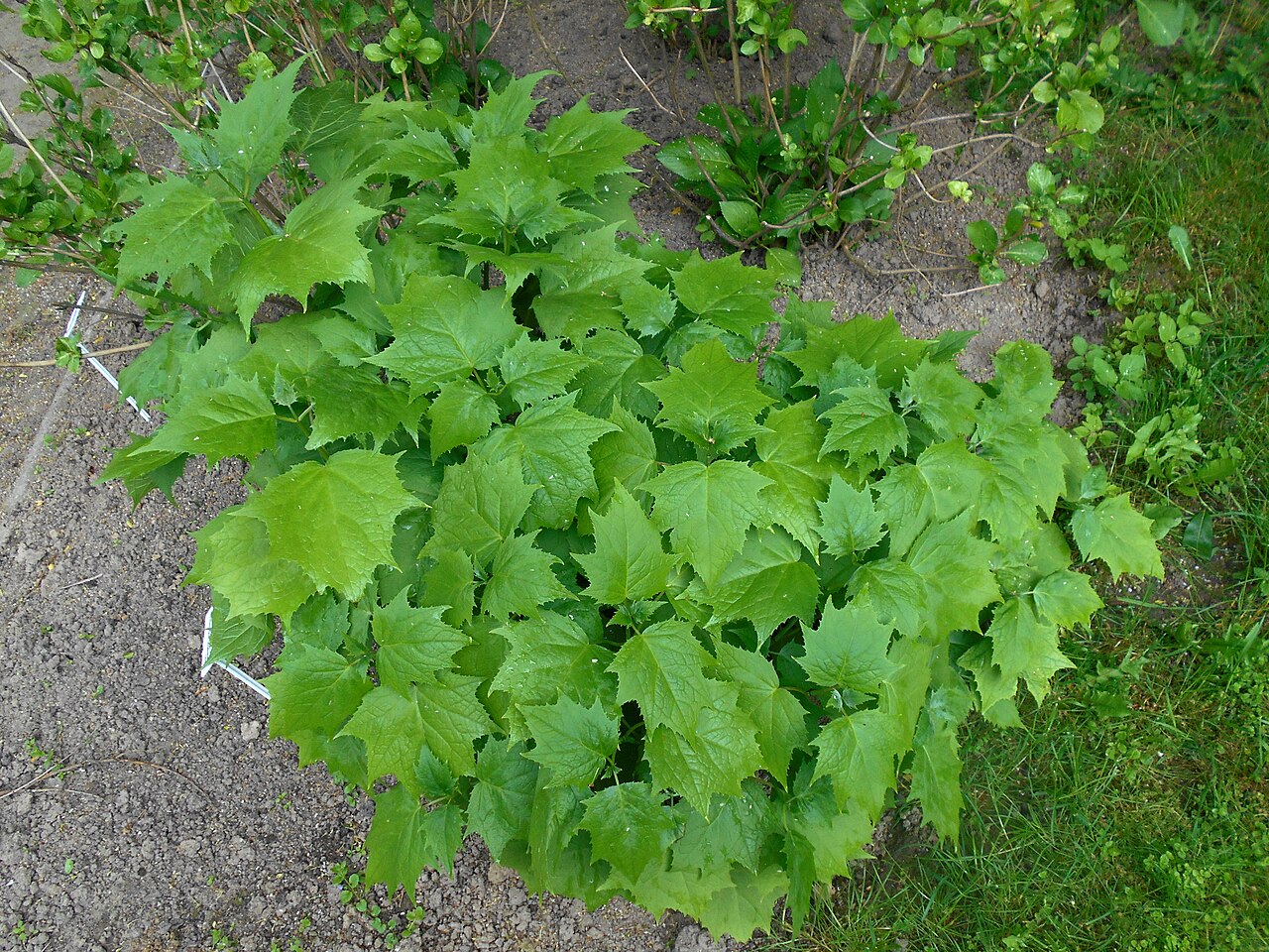 Korean kirengeshoma: Krengeszoma dłoniasta ( Kirengeshoma palmata ), Ogród Botaniczny UMCS w Lublinie.