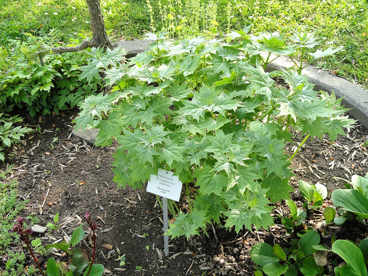 Korean kirengeshoma: Kirengeshoma palmata specimen in the Botanischer Garten Freiburg, Freiburg im Breisgau, Baden-Württemberg, Germany.