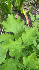 Korean kirengeshoma (Kirengeshoma palmata)