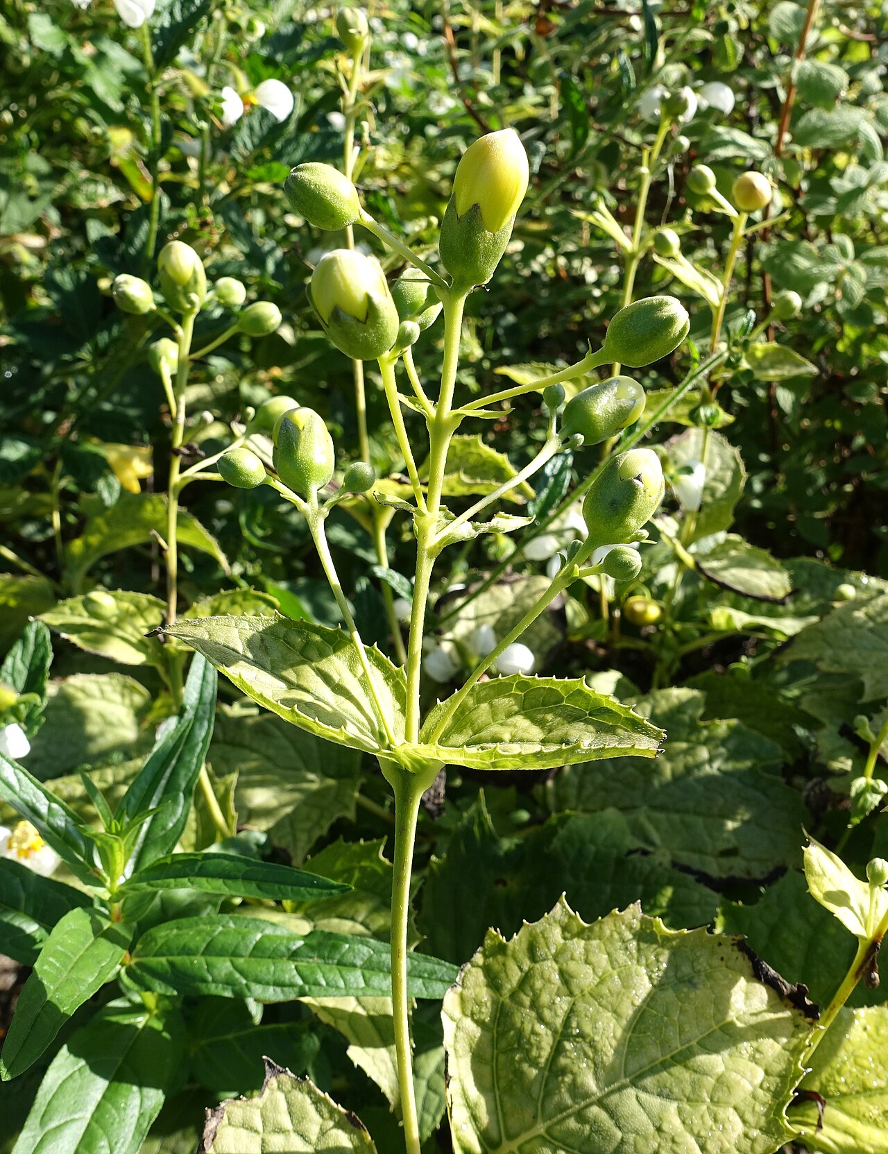 Korean kirengeshoma: Botanical specimen in the Bergianska trädgården - Stockholm, Sweden.