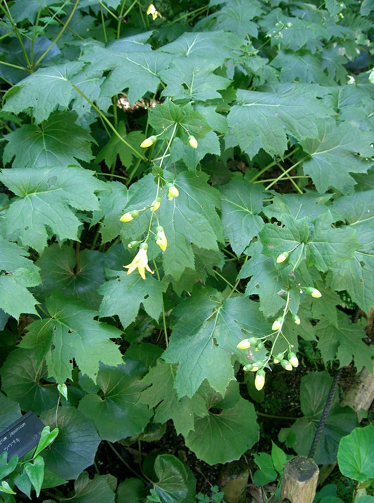 Korean kirengeshoma: Kirengeshoma palmata