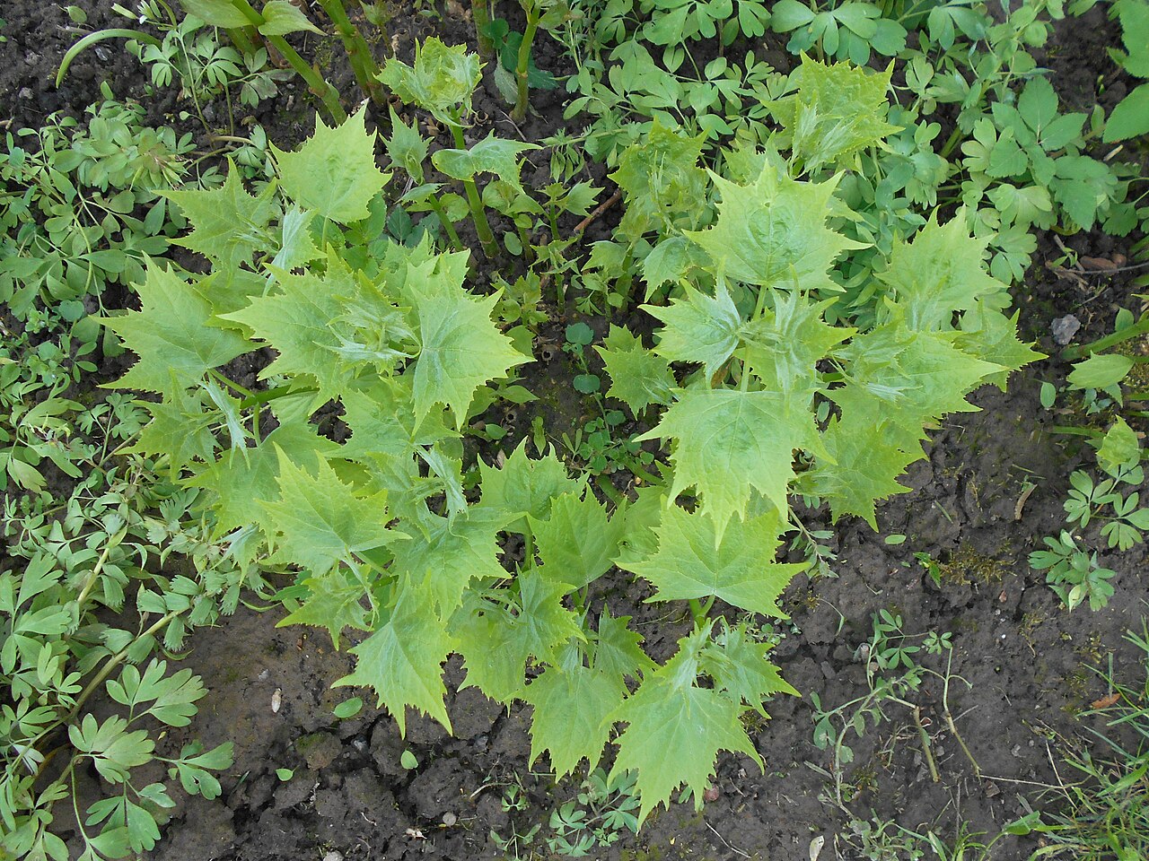 Korean kirengeshoma: Kirengeszoma dłoniasta ( Kirengeshoma palmata ), Ogród Botaniczny UMCS w Lublinie
