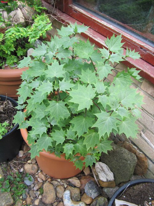 Korean kirengeshoma: Kirengeshoma palmata