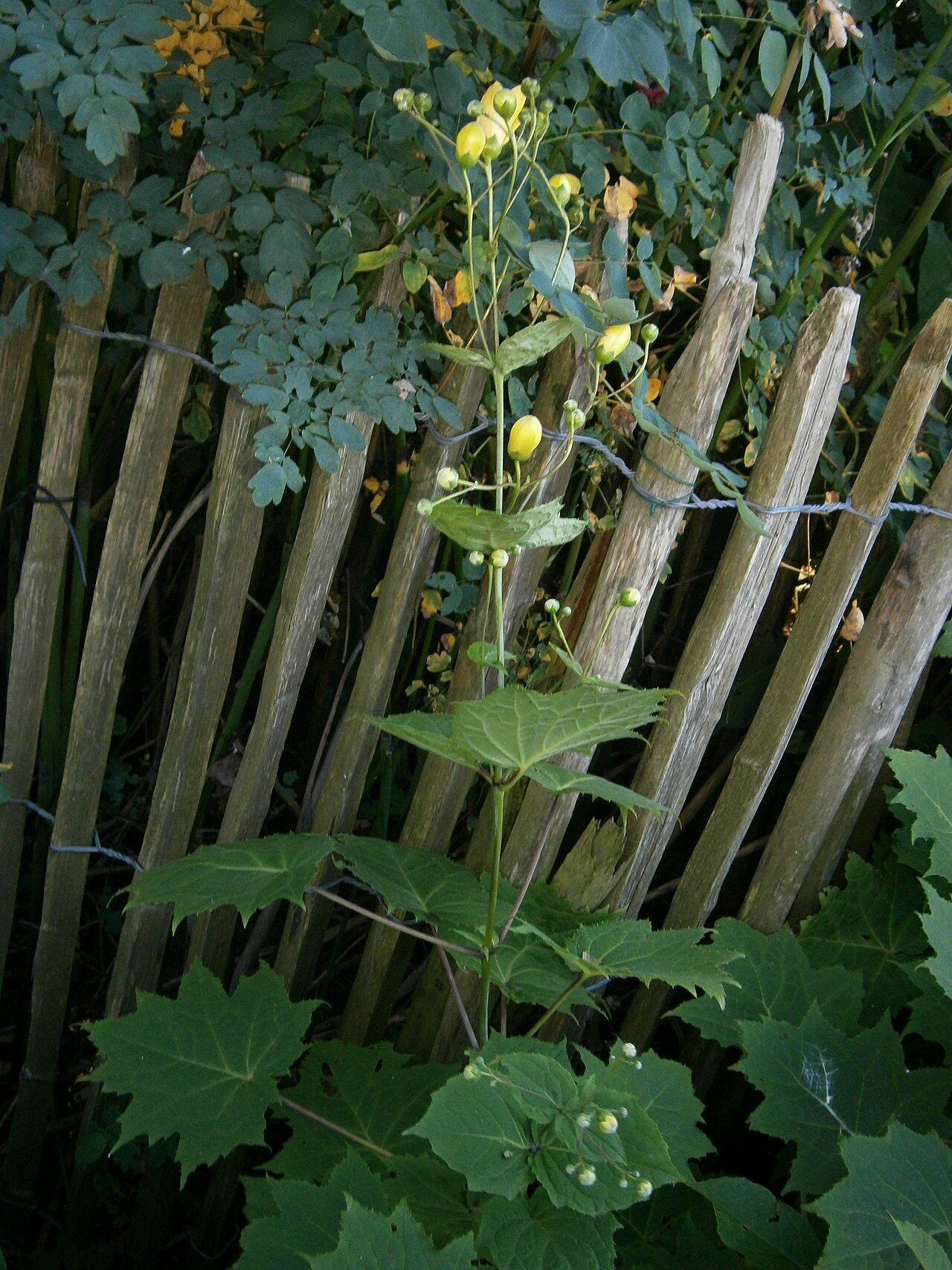 Korean kirengeshoma: Kirengeshoma palmata