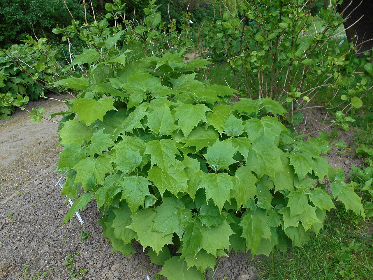 Korean kirengeshoma: Krengeszoma dłoniasta ( Kirengeshoma palmata ), Ogród Botaniczny UMCS w Lublinie.