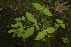 Klaprothia fasciculata (Klaprothia fasciculata)