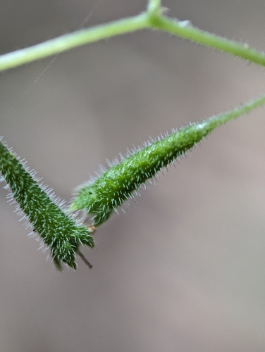 Klaprothia fasciculata (Klaprothia fasciculata)