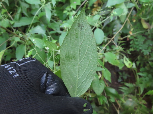 Klaprothia fasciculata (Klaprothia fasciculata)