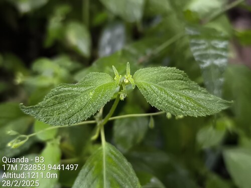 Klaprothia fasciculata (Klaprothia fasciculata)