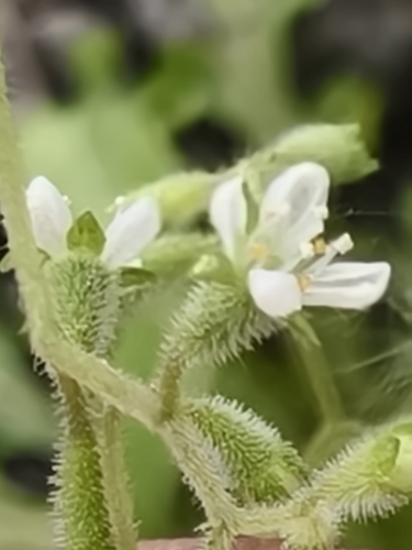 Klaprothia fasciculata (Klaprothia fasciculata)