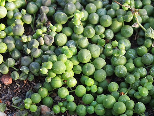 String of pearls: Succulent Curio rowleyanus (syn. Senecio rowleyanus ), plants cultivated in Wrocław University Botanical Garden, Wrocław, Poland.