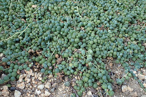 String of pearls: Kleinia rowleyana in the Botanischer Garten, Berlin-Dahlem