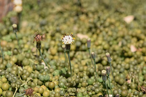 String of pearls: Kleinia rowleyana in the Botanischer Garten, Berlin-Dahlem