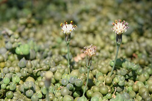 String of pearls: Kleinia rowleyana in the Botanischer Garten, Berlin-Dahlem
