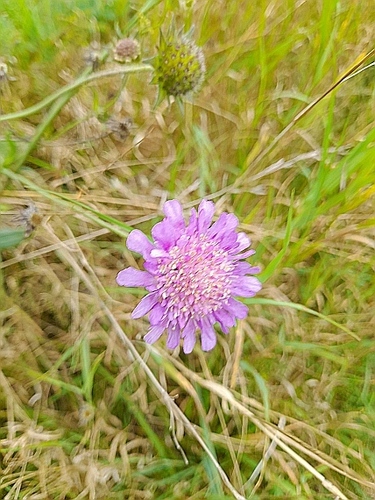 Field scabious (Knautia arvensis)