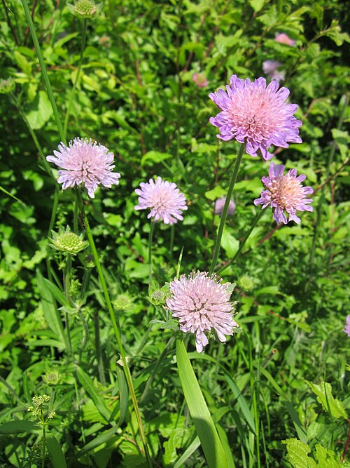 Field scabious: Acker-Witwenblume ( Knautia arvensis ) bei Reilingen