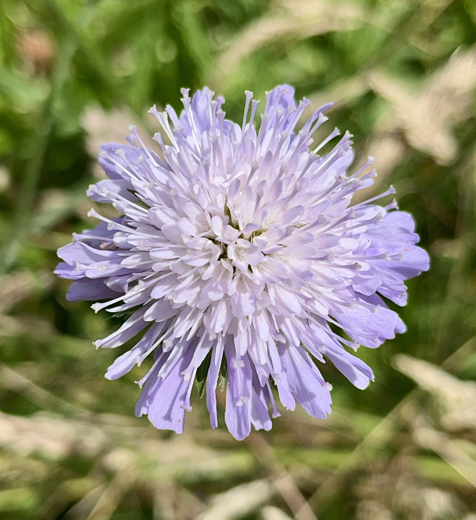 Field scabious (Knautia arvensis)