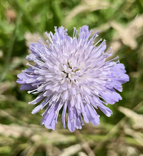 Field scabious