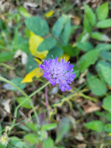 Field scabious (Knautia arvensis)