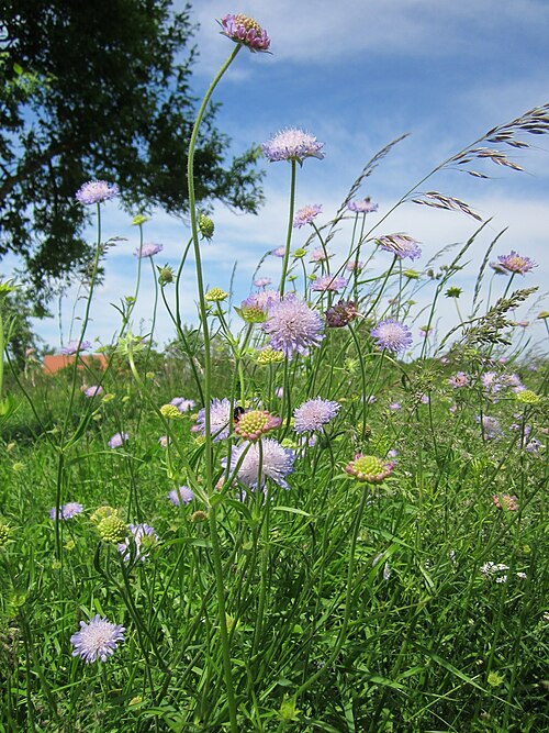 Field scabious: Acker-Witwenblume ( Knautia arvensis ) im Hockenheimer Rheinbogen