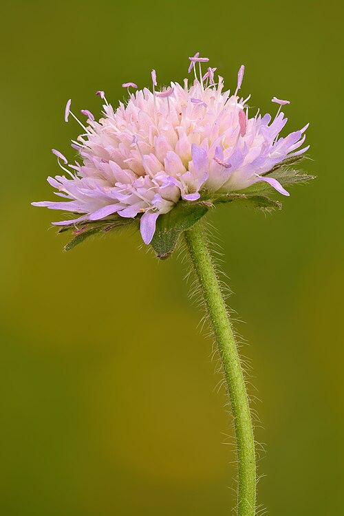 Field scabious: Inflorescence of field scabious