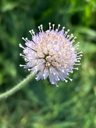 Field scabious (Knautia arvensis)