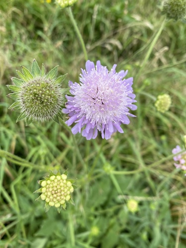 Field scabious (Knautia arvensis)