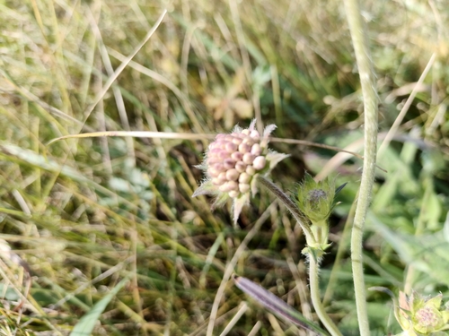 Field scabious (Knautia arvensis)