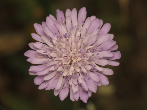 Field scabious (Knautia arvensis)