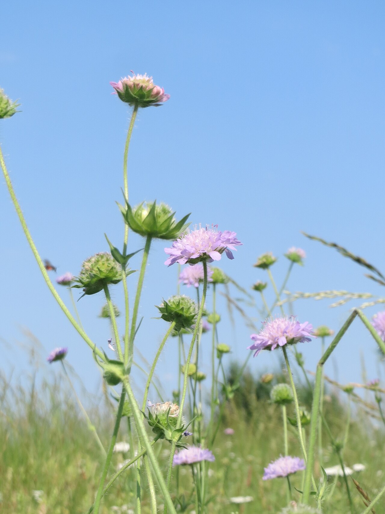 Field scabiosa: Acker-Witwenblume ( Knautia arvensis ) beim Insultheimer Hof im Landschaftsschutzgebiet „Hockenheimer Rheinbogen“