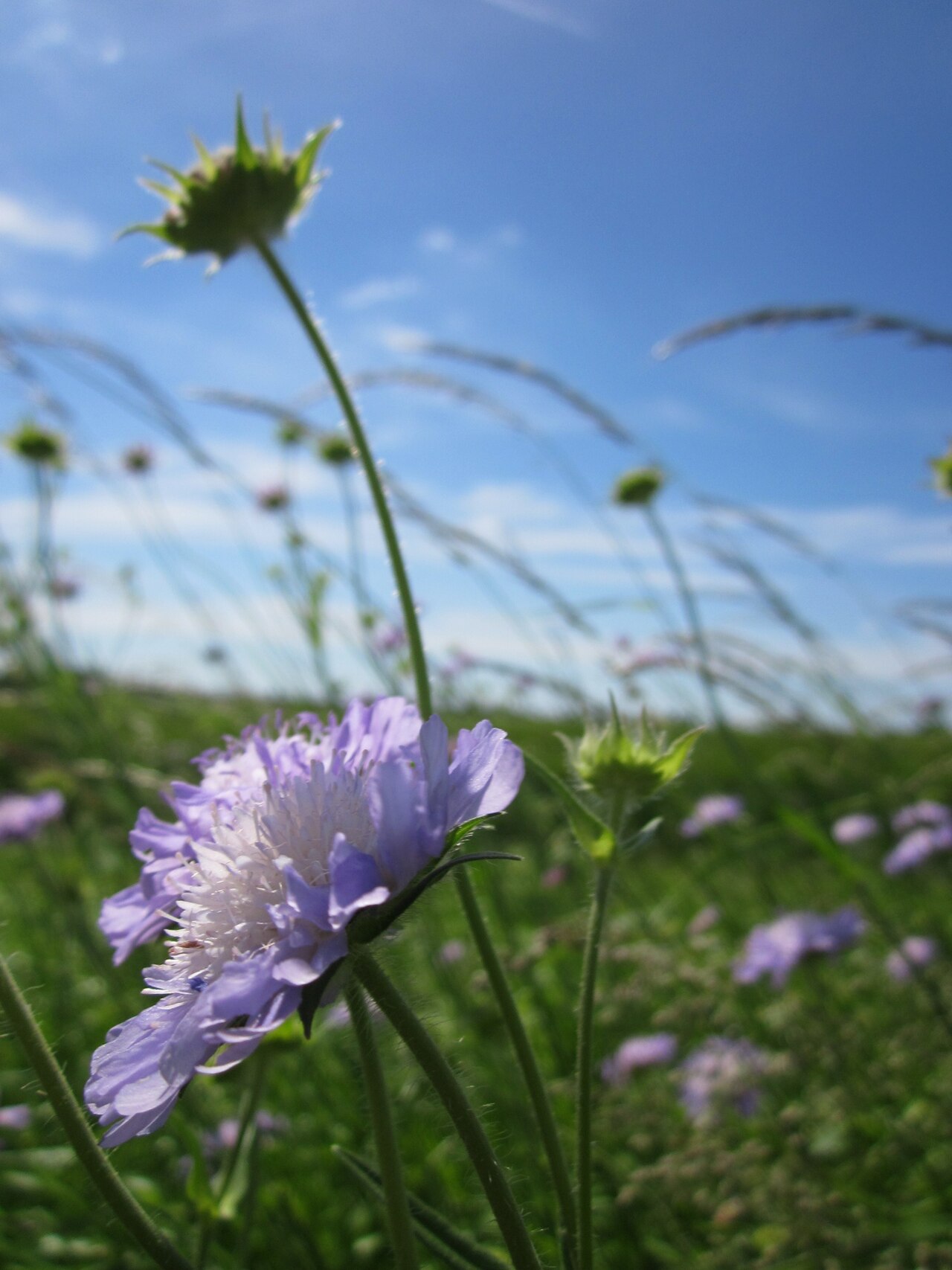 Field scabiosa: Acker-Witwenblume ( Knautia arvensis ) im Hockenheimer Rheinbogen