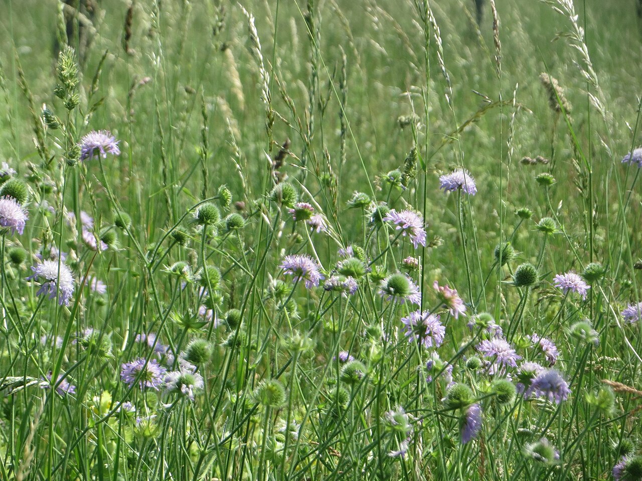 Field scabiosa: Acker-Witwenblume ( Knautia arvensis ) beim Insultheimer Hof im Landschaftsschutzgebiet „Hockenheimer Rheinbogen“