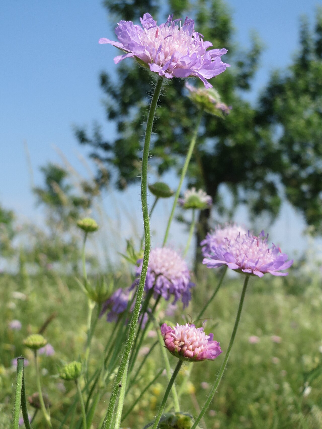 Field scabiosa: Acker-Witwenblume ( Knautia arvensis ) beim Insultheimer Hof im Landschaftsschutzgebiet „Hockenheimer Rheinbogen“
